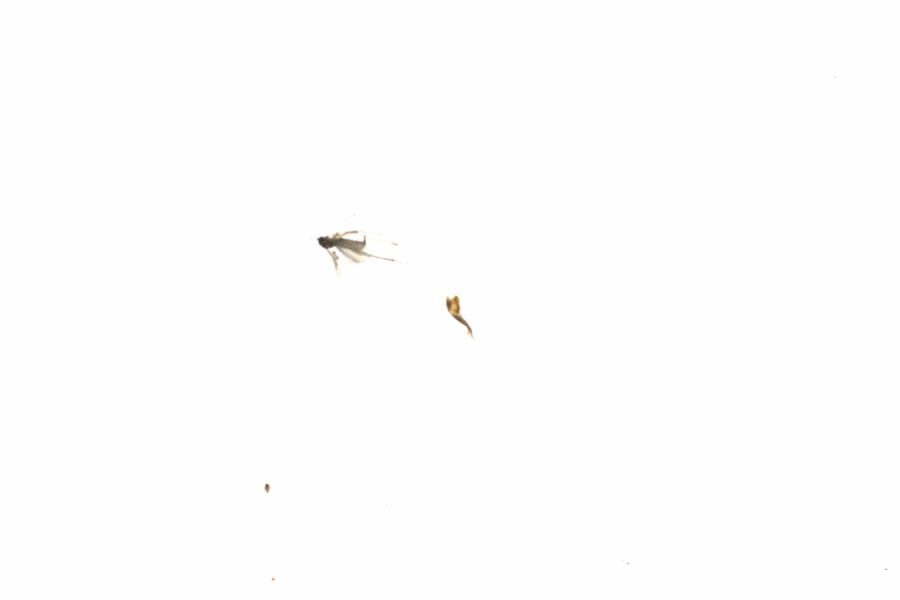 Fullscreen Image