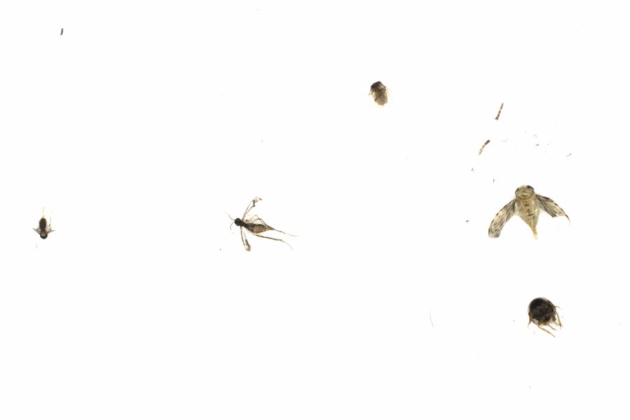 Fullscreen Image