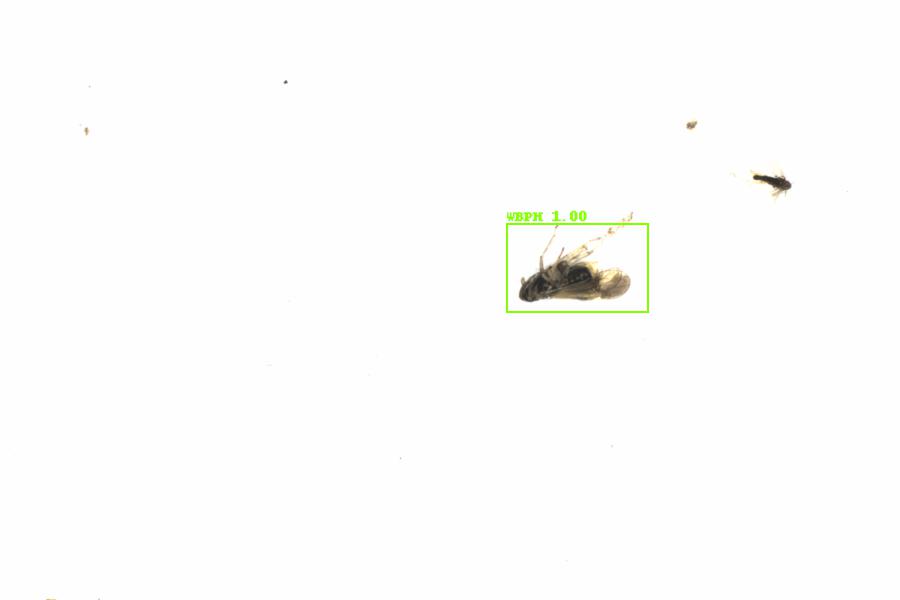 Fullscreen Image
