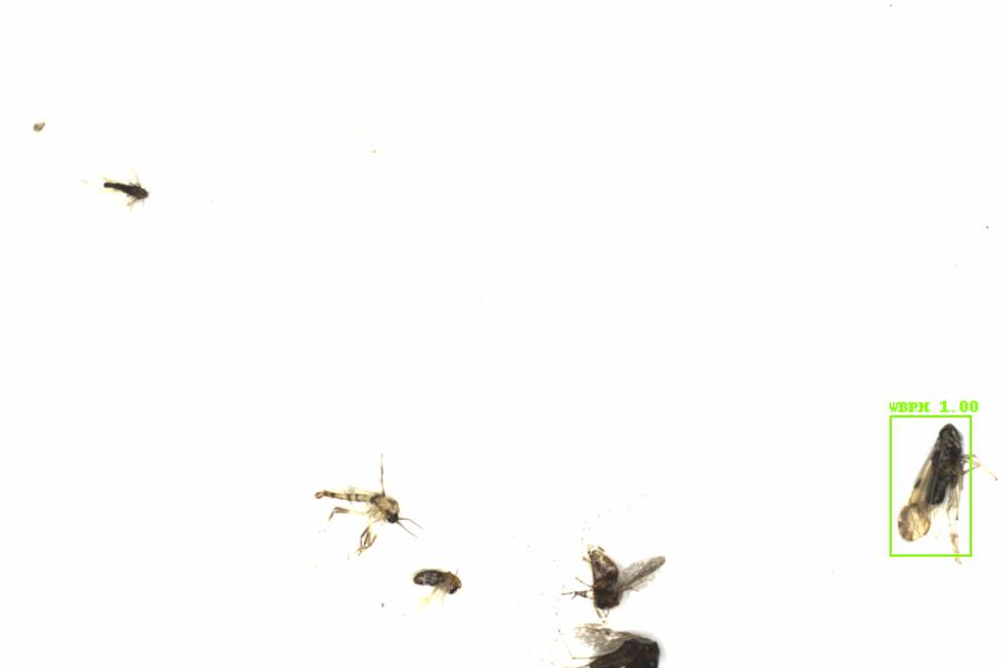 Fullscreen Image