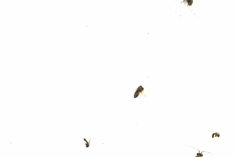 Fullscreen Image