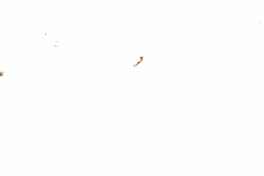Fullscreen Image