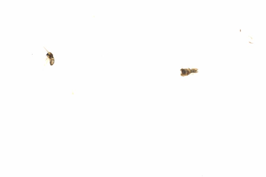 Fullscreen Image