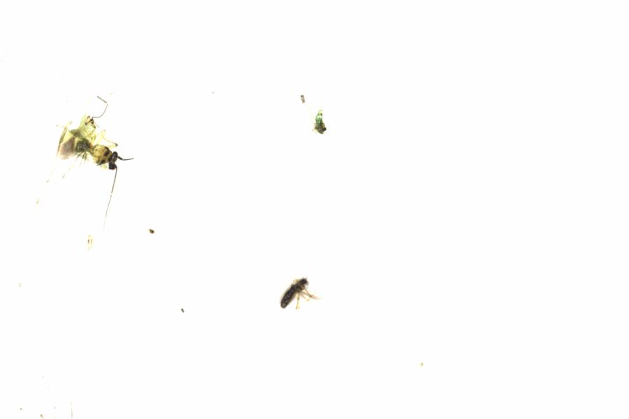 Fullscreen Image