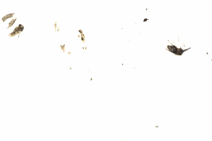 Fullscreen Image