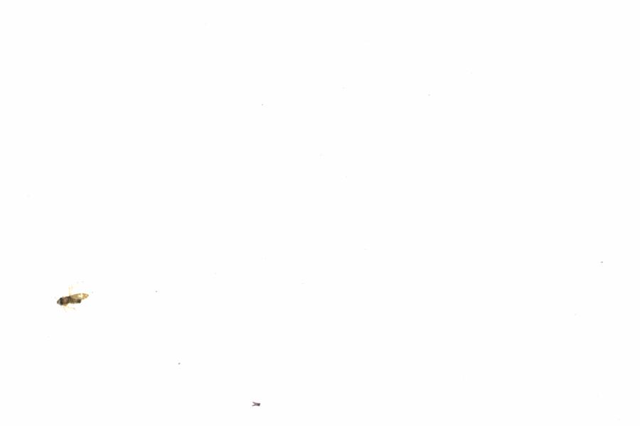 Fullscreen Image