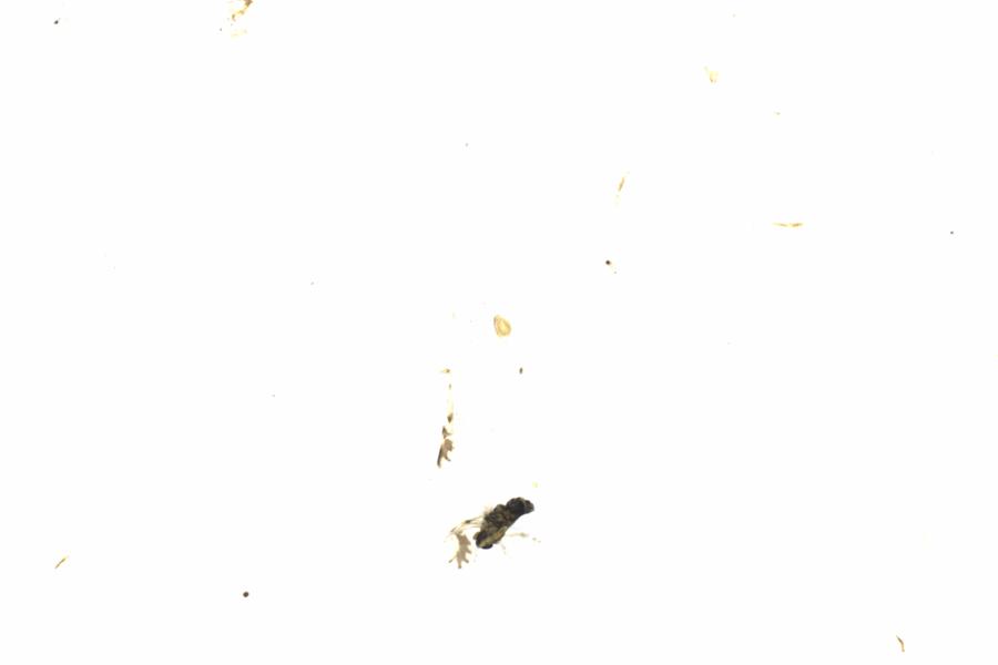 Fullscreen Image