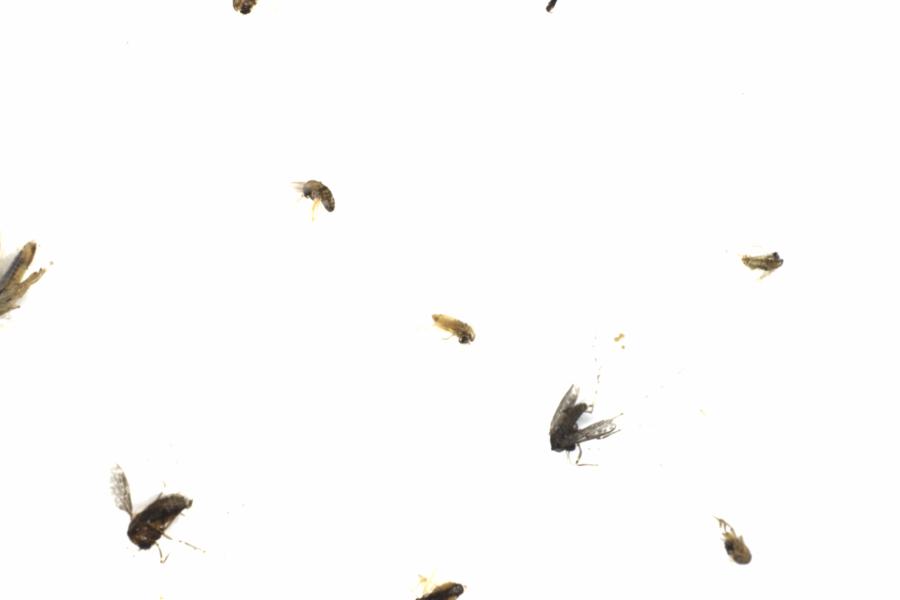 Fullscreen Image