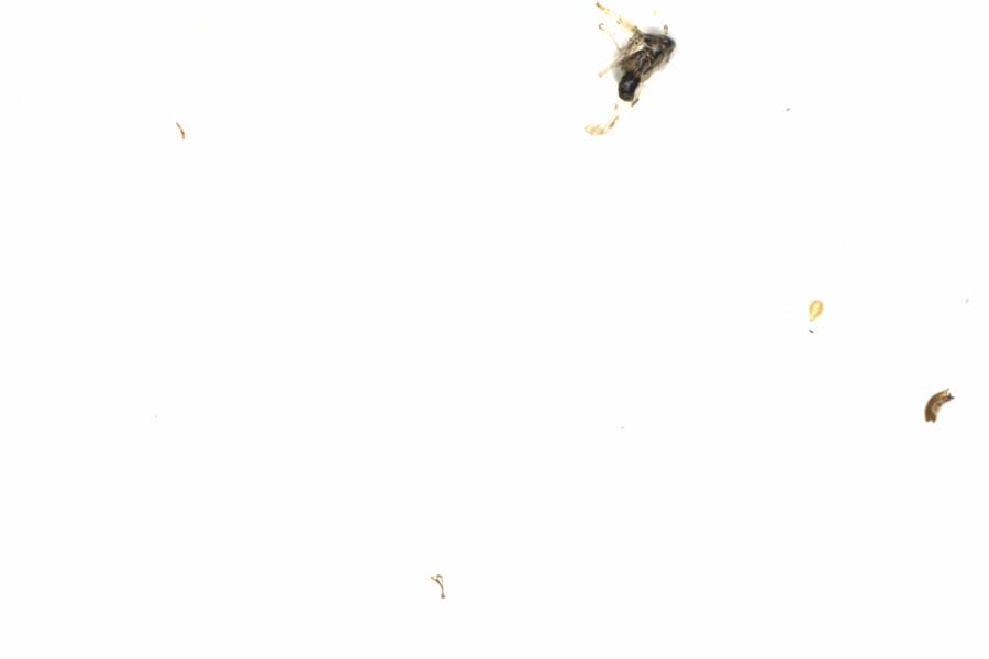 Fullscreen Image