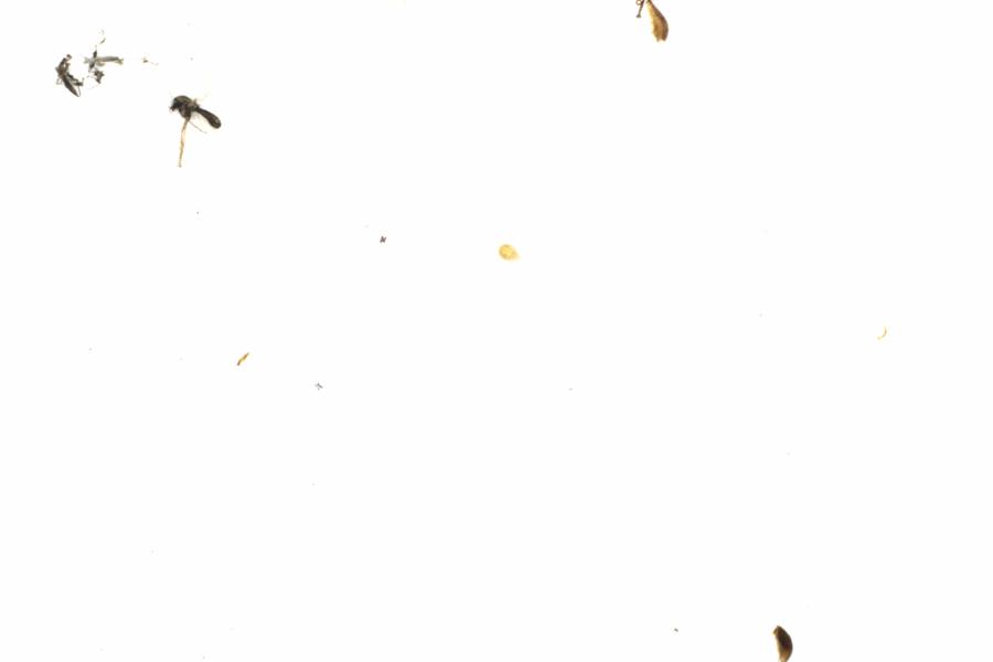 Fullscreen Image
