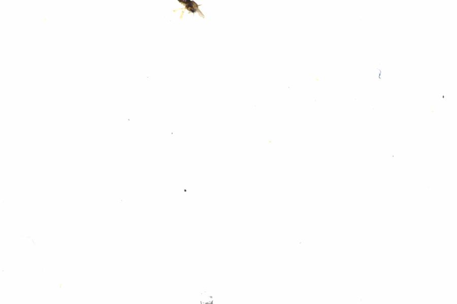 Fullscreen Image