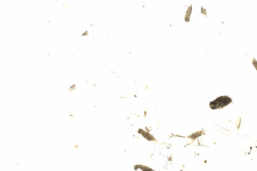 Fullscreen Image