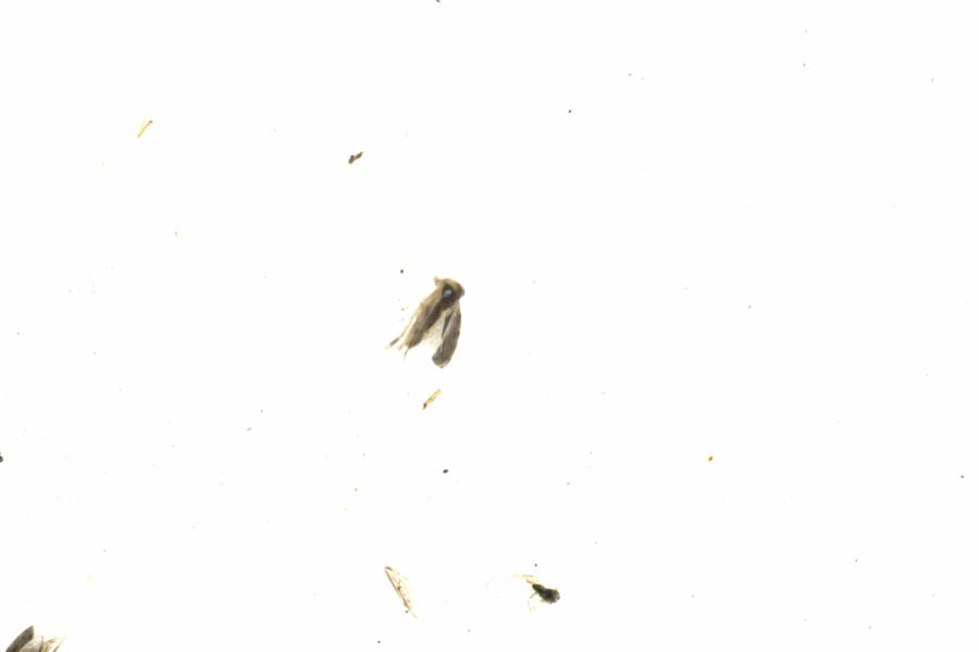 Fullscreen Image