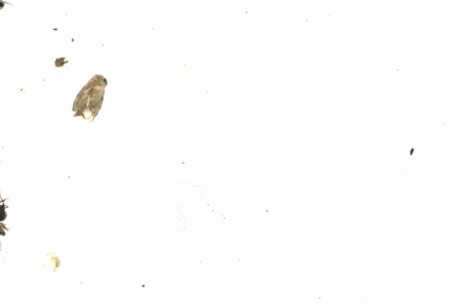 Fullscreen Image