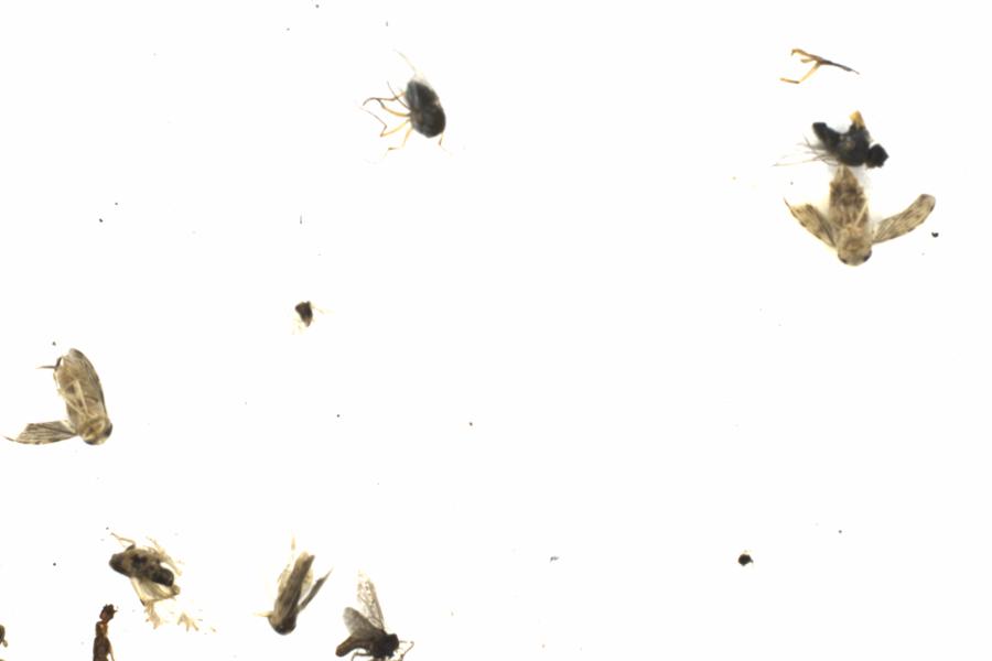 Fullscreen Image