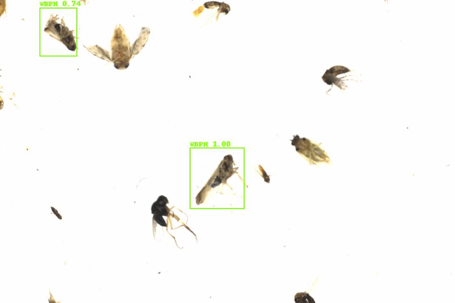 Fullscreen Image