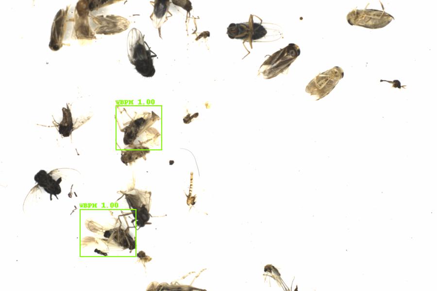 Fullscreen Image