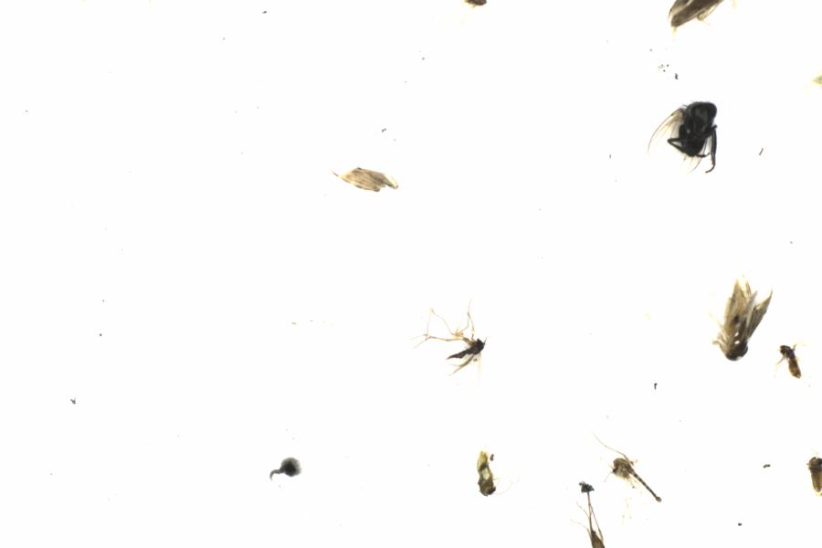 Fullscreen Image