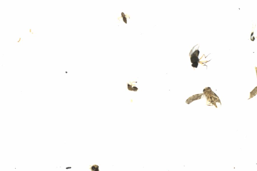 Fullscreen Image
