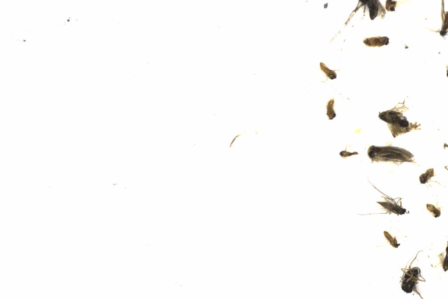 Fullscreen Image