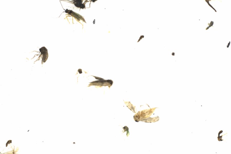 Fullscreen Image