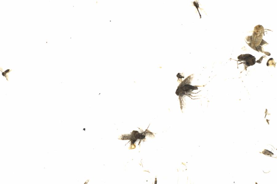 Fullscreen Image
