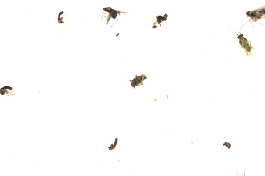 Fullscreen Image