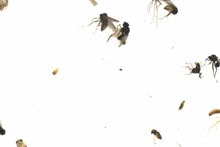 Fullscreen Image