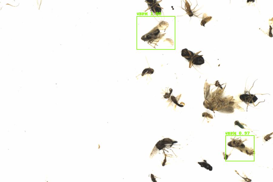Fullscreen Image