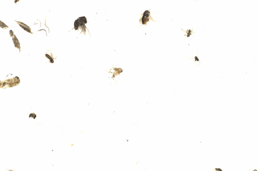 Fullscreen Image