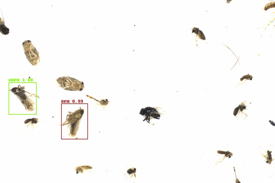 Fullscreen Image