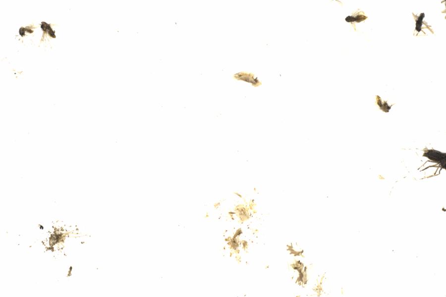 Fullscreen Image