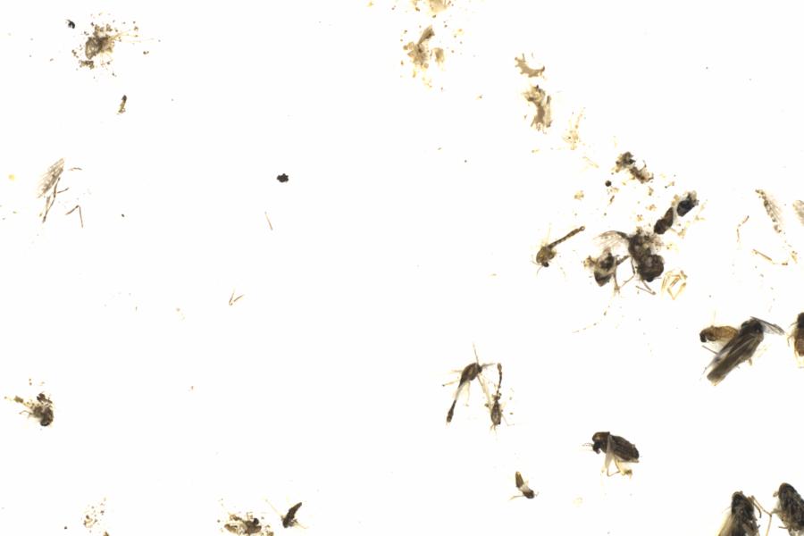 Fullscreen Image