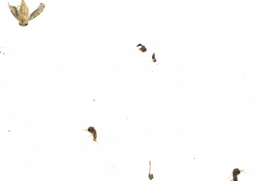 Fullscreen Image
