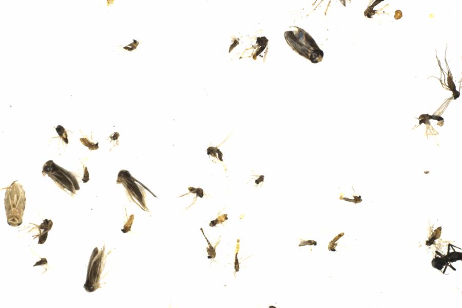 Fullscreen Image