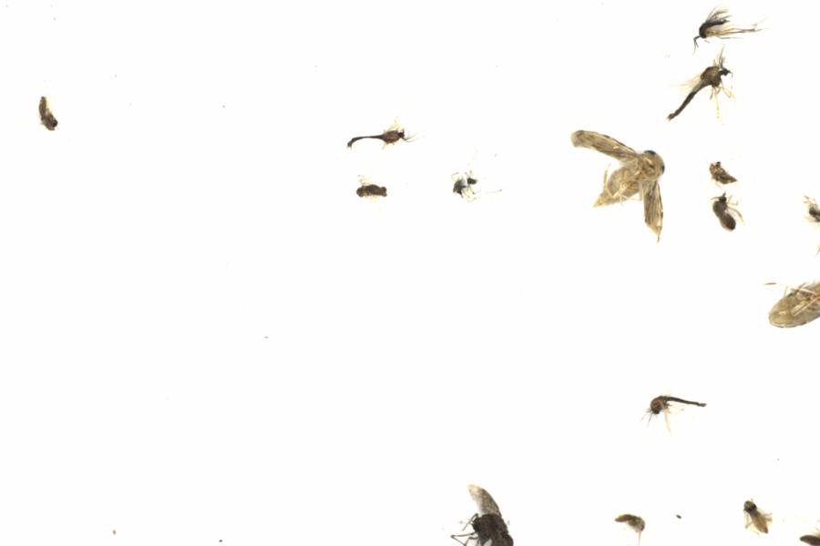Fullscreen Image