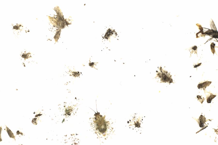 Fullscreen Image