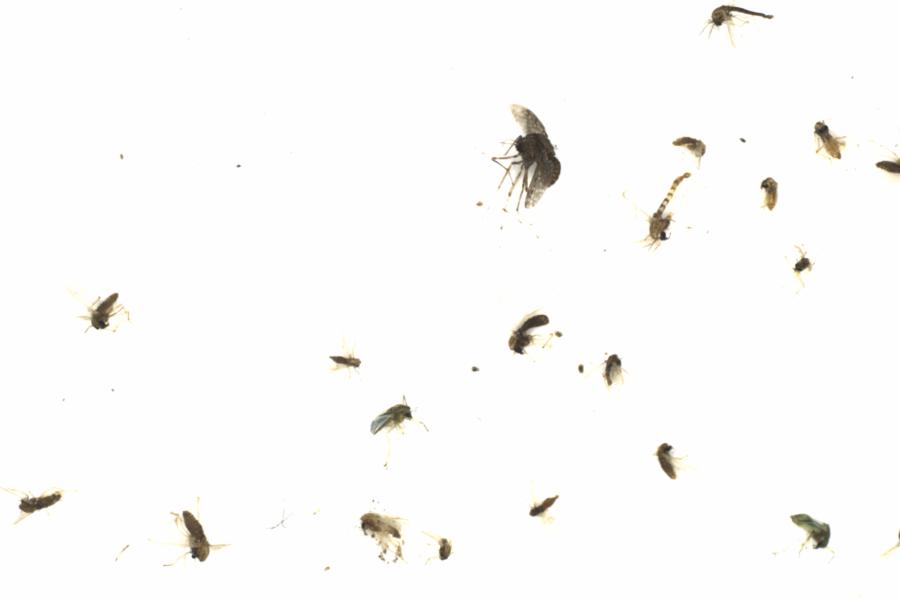 Fullscreen Image