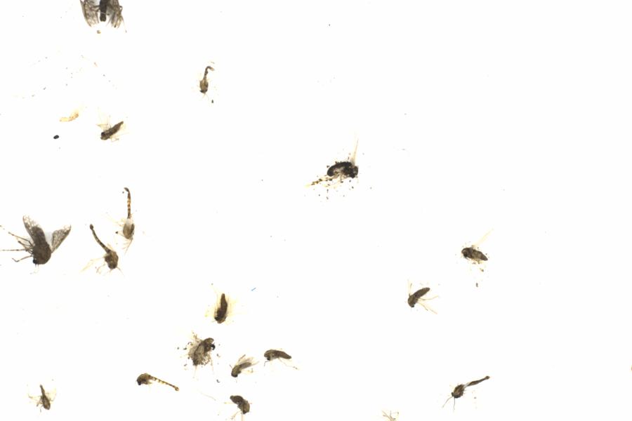 Fullscreen Image