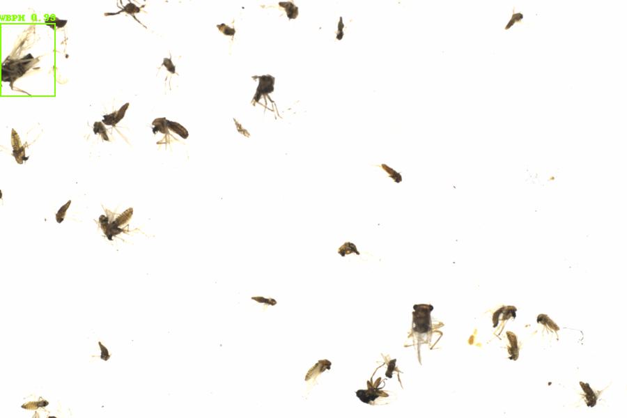 Fullscreen Image