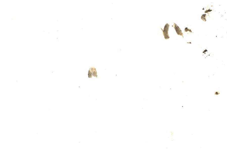 Fullscreen Image