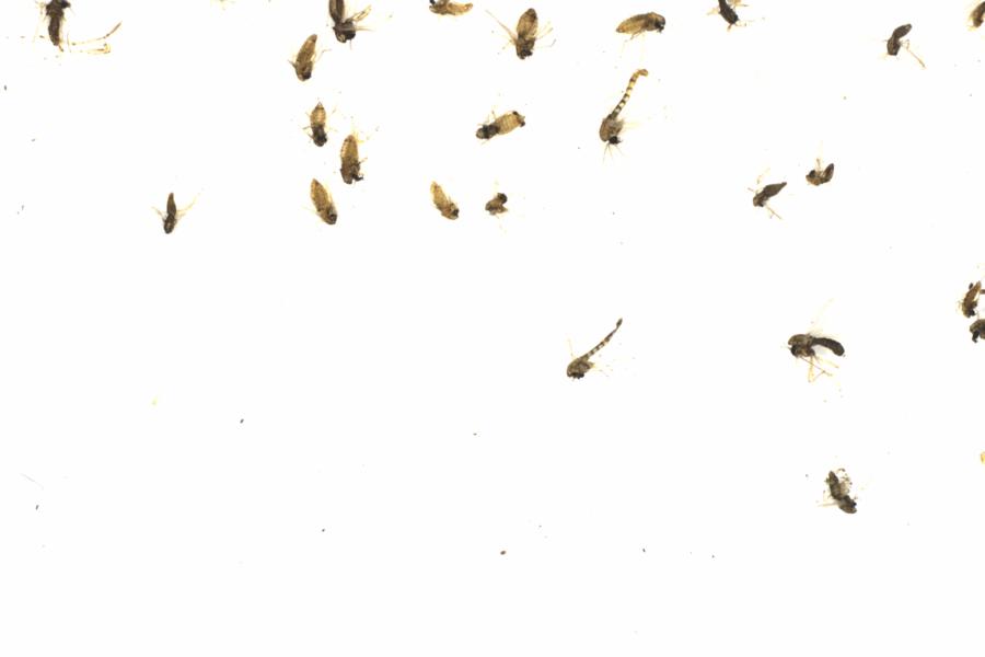 Fullscreen Image
