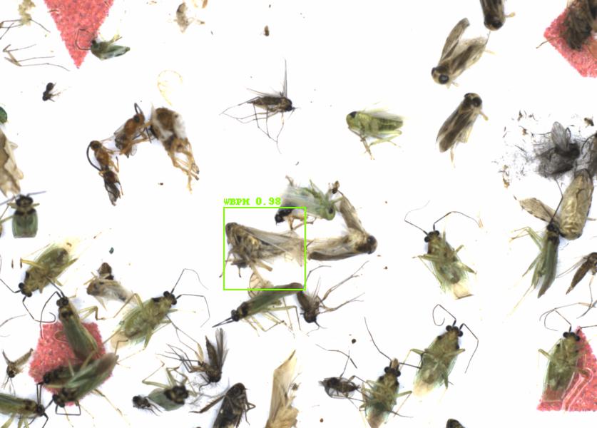 Fullscreen Image