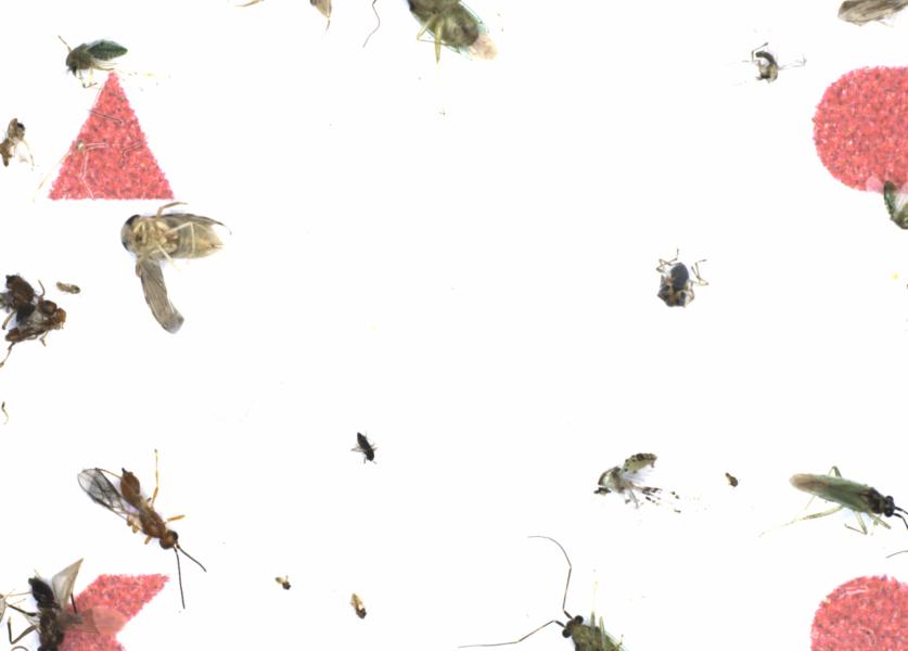 Fullscreen Image