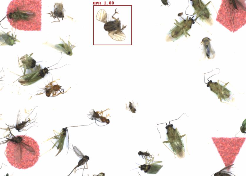 Fullscreen Image