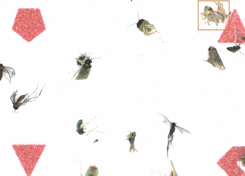 Fullscreen Image