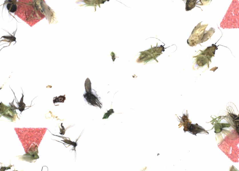 Fullscreen Image
