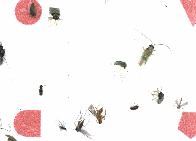 Fullscreen Image