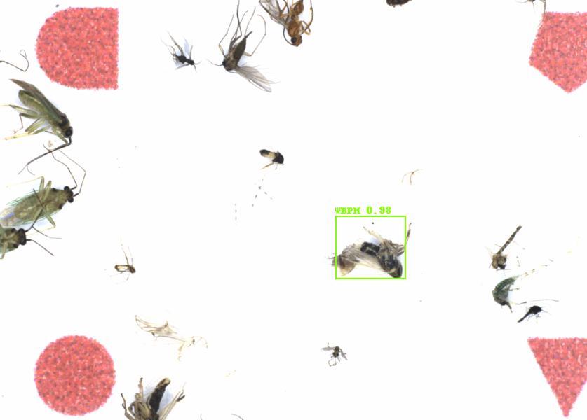Fullscreen Image