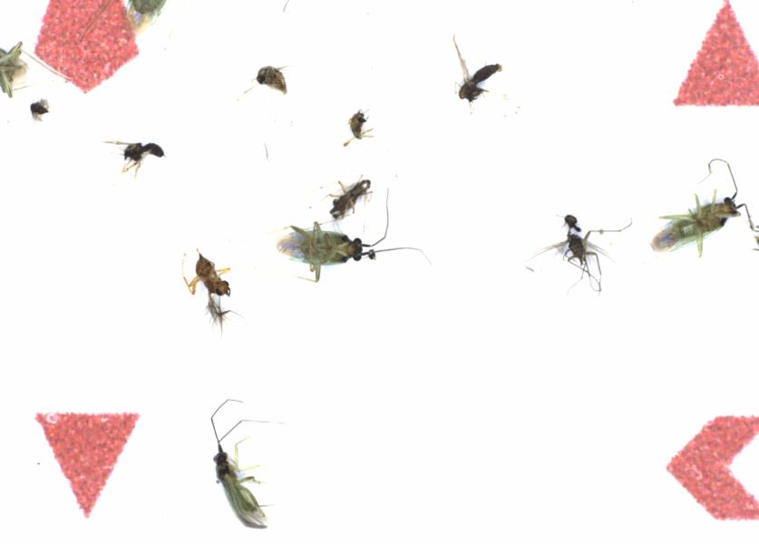 Fullscreen Image
